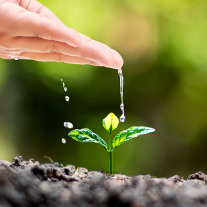 NP EN ISO 14001:2015 - Sistemas de Gestão Ambiental